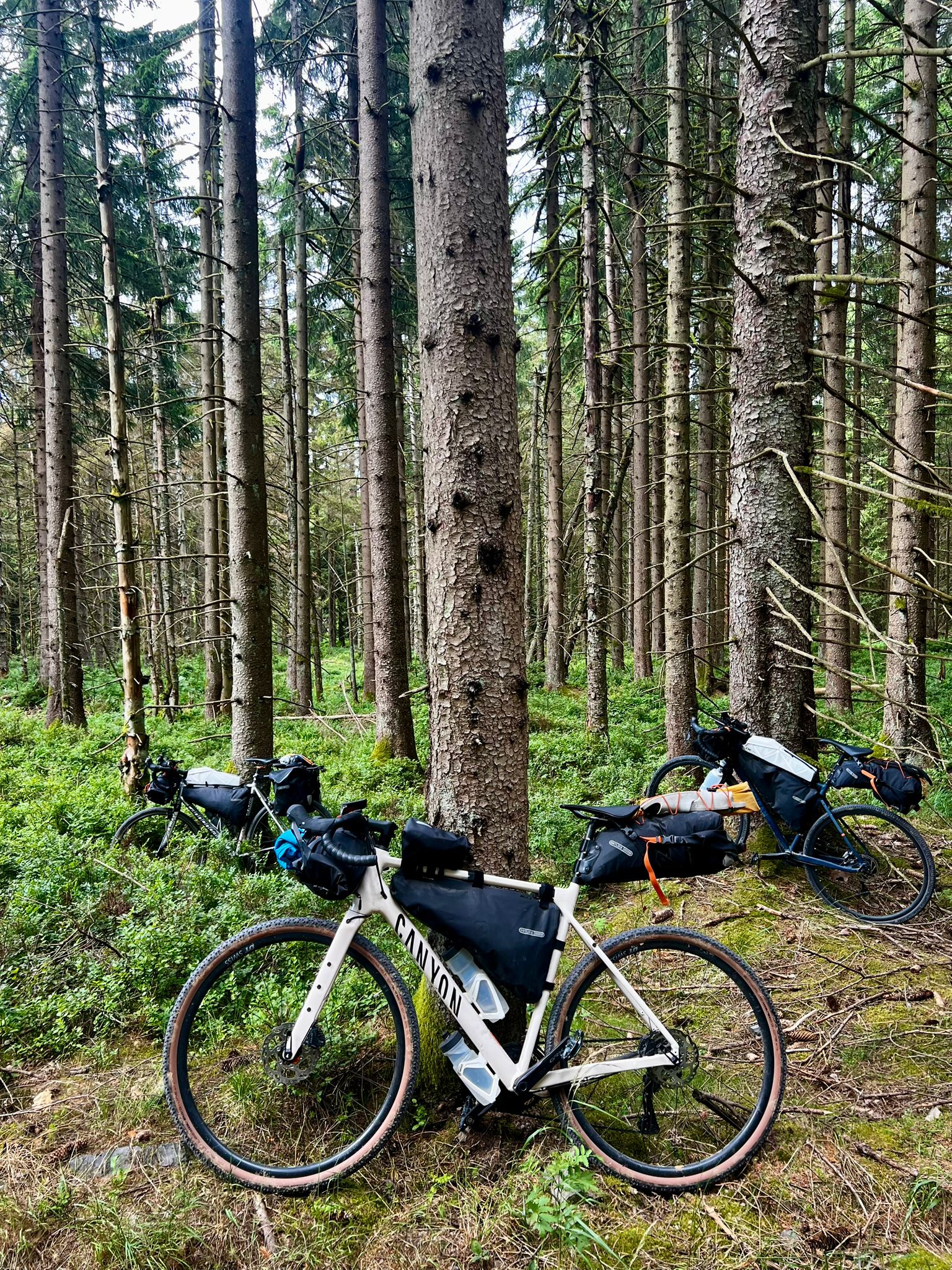 Bikes in forest